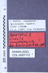 Etiketten zu Silesis numerosus (Platia & Schimmel, 1991) (NHMW-ZOO-COL-0007172)